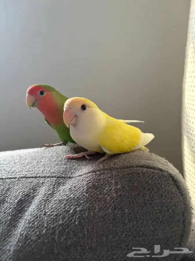 ببغاء روز 5