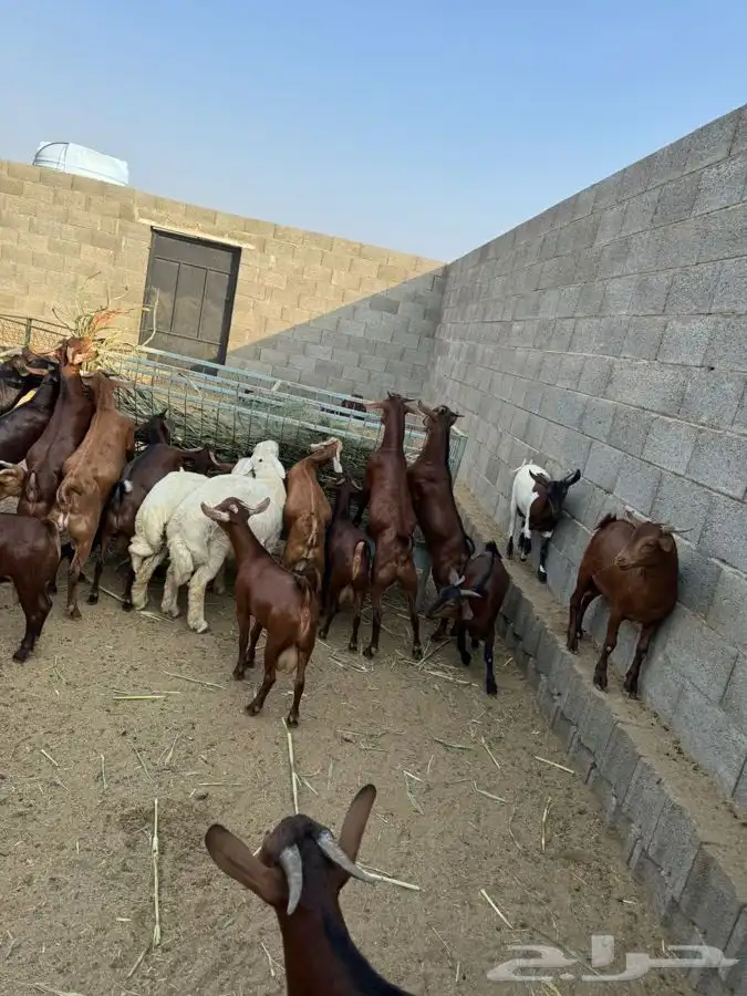 ذبايح مرابي عسير مع التوصيل 5