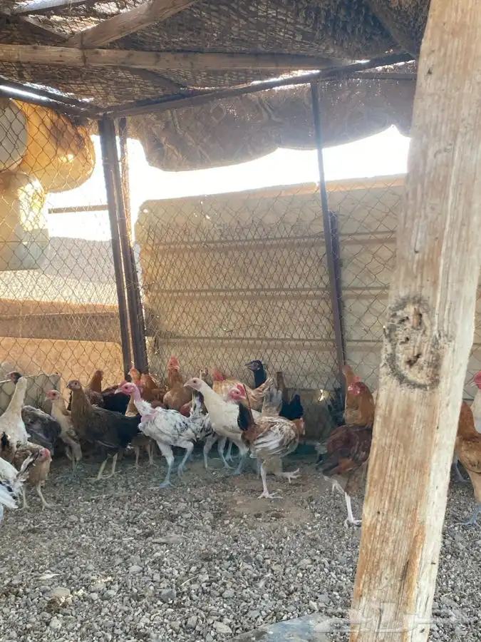 دجاج للبيع الموقع الوجه 3