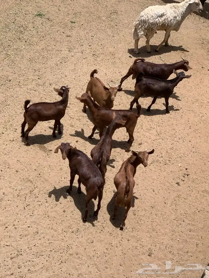 ذبايح مرابي عسير مع التوصيل 8