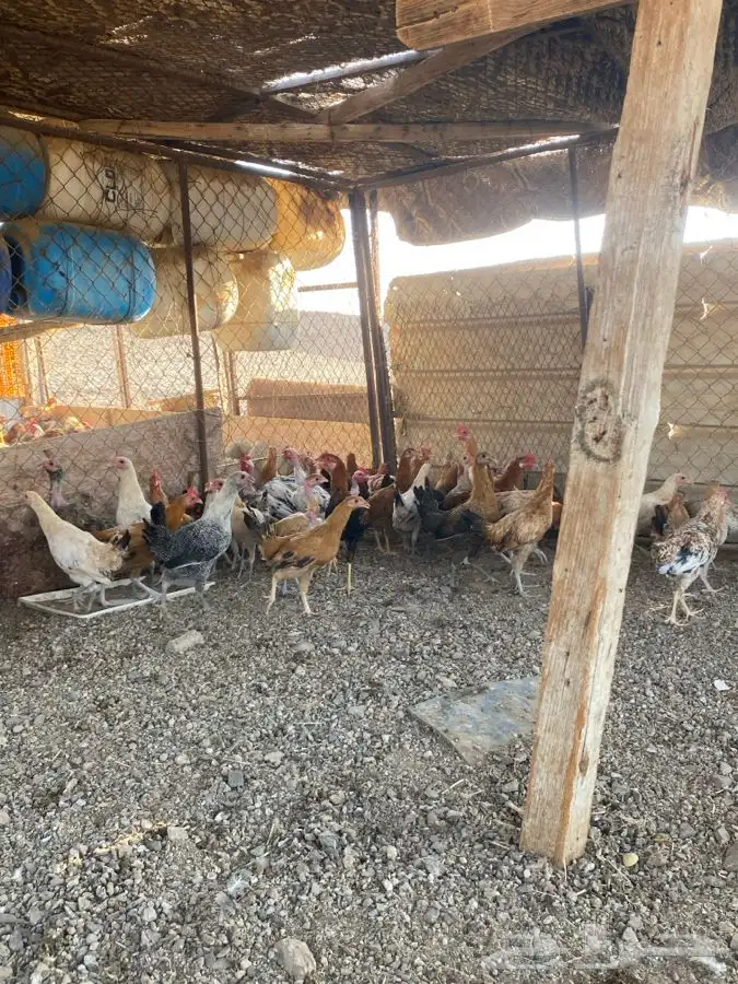 دجاج للبيع الموقع الوجه 1