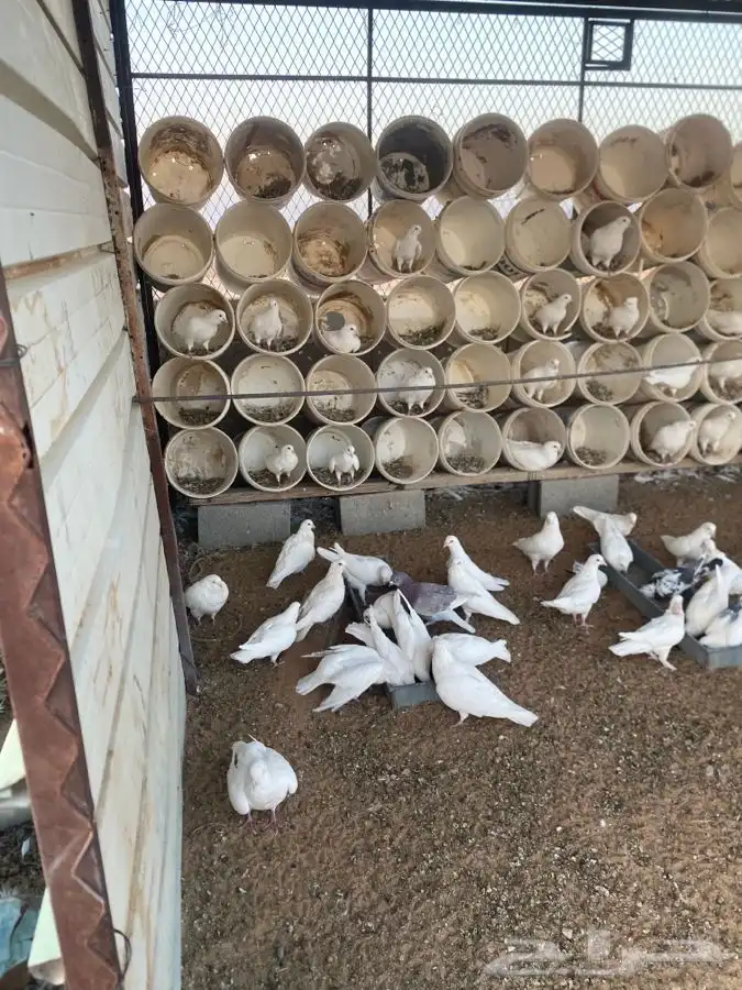 حمام فرنسي للبيع 0