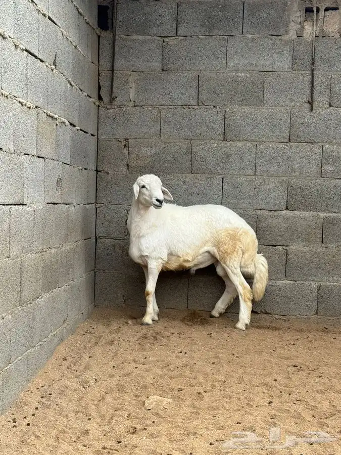 ذبايح مرابي عسير مع التوصيل 25