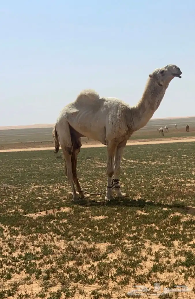 للبيع قعود جذع ابوه غدار بعير مرزوق الضويلع جده حراق 1
