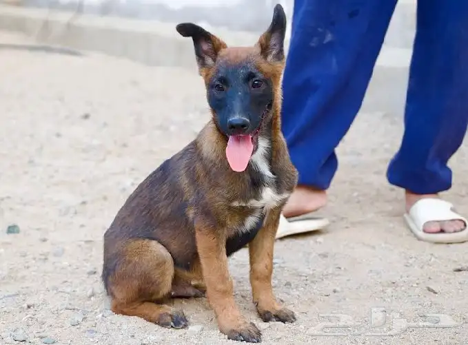 عرض لمنتجين كلاب المالينو 9