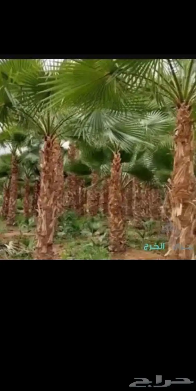 ابو حسان لجميع الاشغال للنخيل والشنطني 0