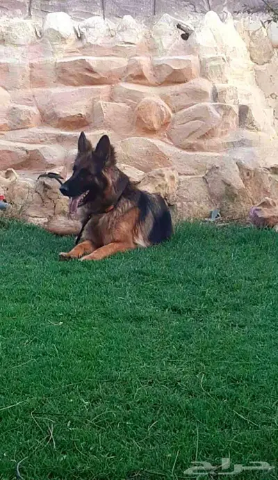 نثيه منتجه جيرمن شيبرد مستوى عالي index