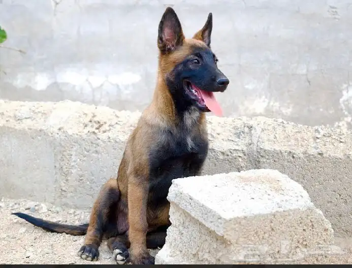 عرض لمنتجين كلاب المالينو 6