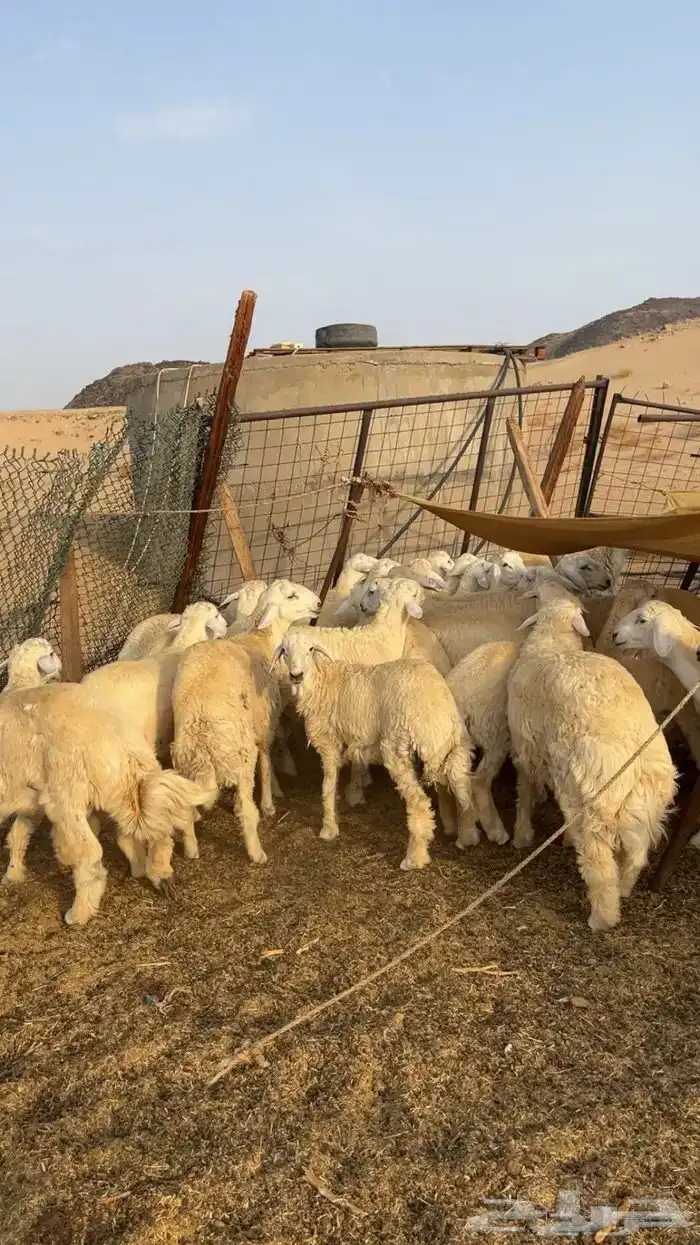 حريات مقفله لحم وشحم على الشرط 0