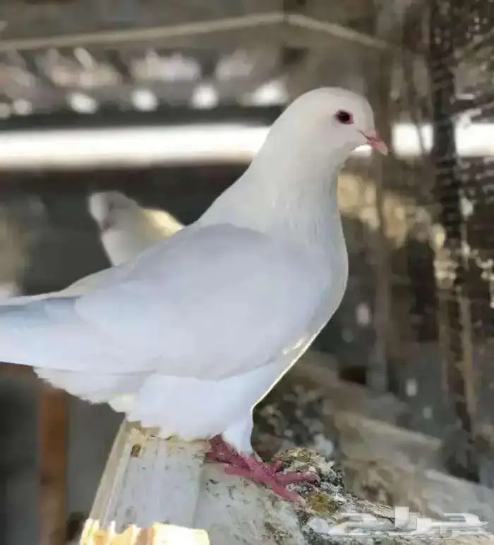 مطلوب 100 زواج او 200زوج حمام فرنسي جامبو وسوبر جامبو 0