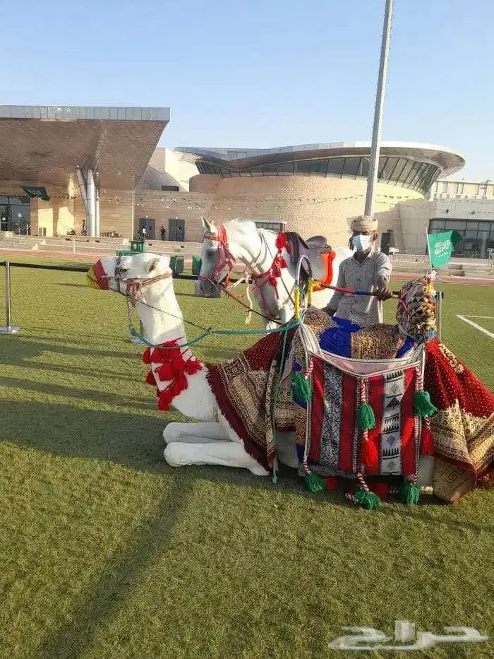 ايجار خيل ودبابات وبقيات وجمال 12