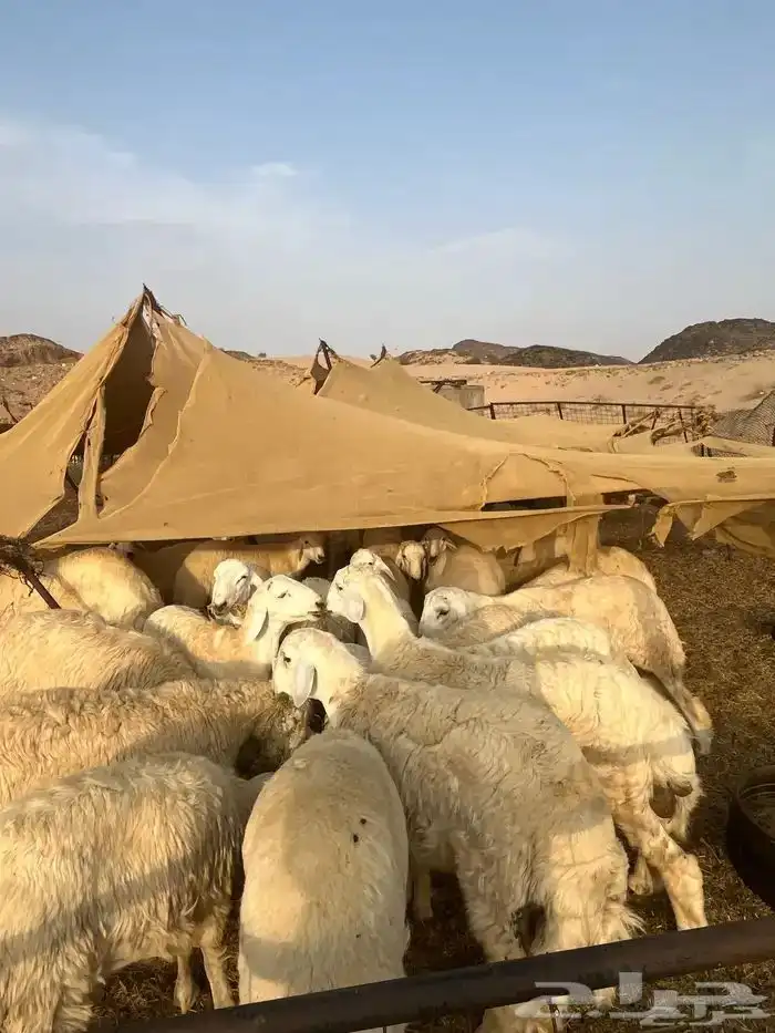 حريات مقفله لحم وشحم على الشرط 1