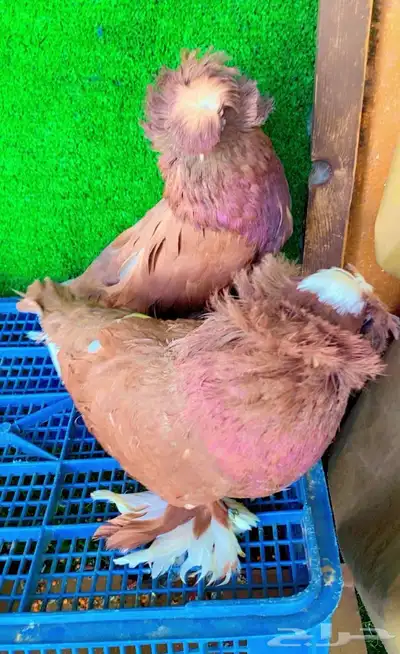 حمام بخاري index