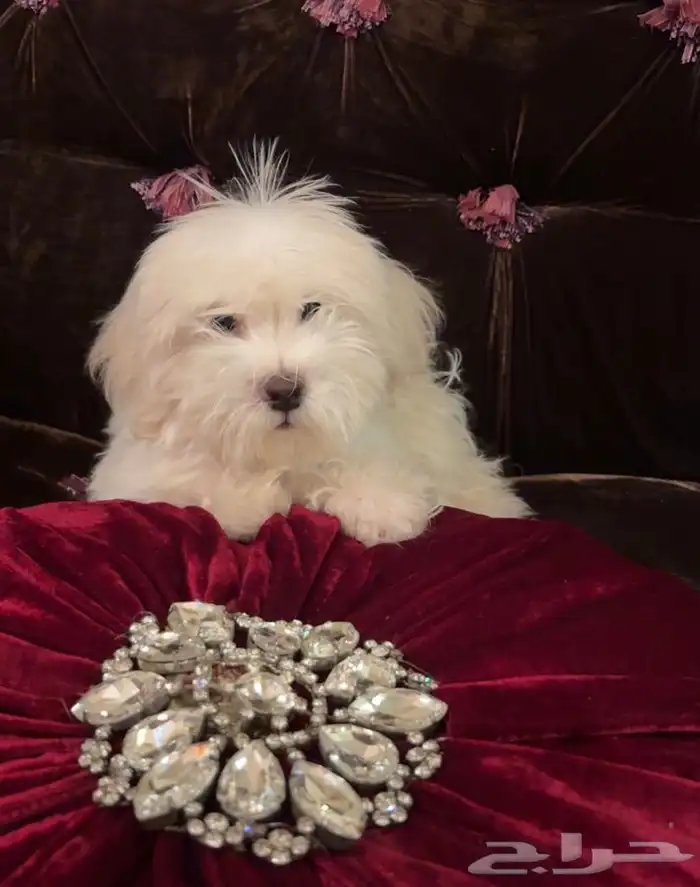 كلب مالتيز 0