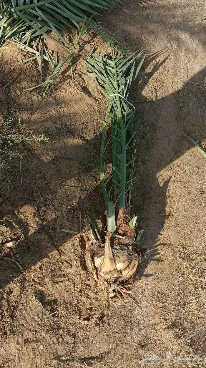 يوجد لدينا نخيل عربي وشنطني وفرخ ونقيل 3