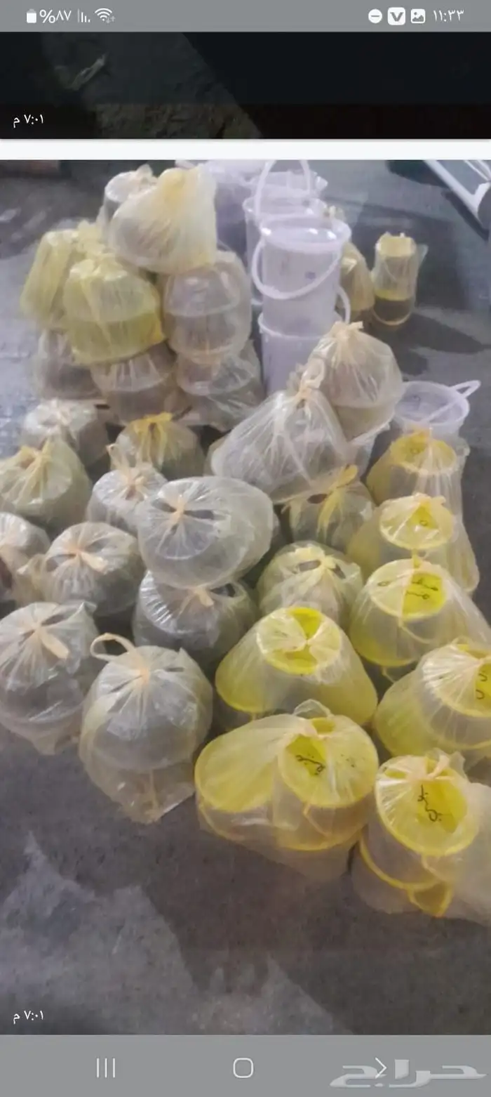 تمور حائل الفاخره 6