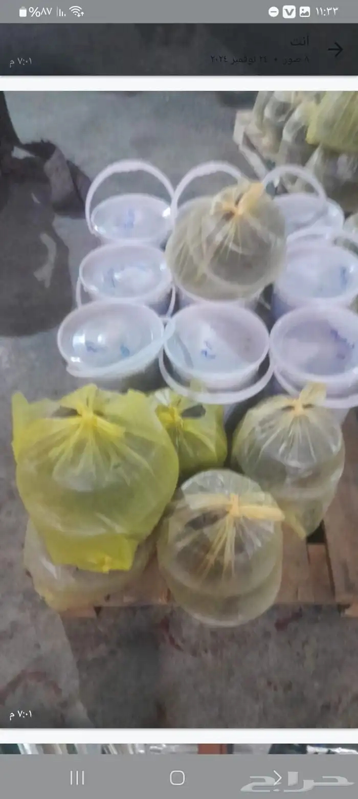 تمور حائل الفاخره 8