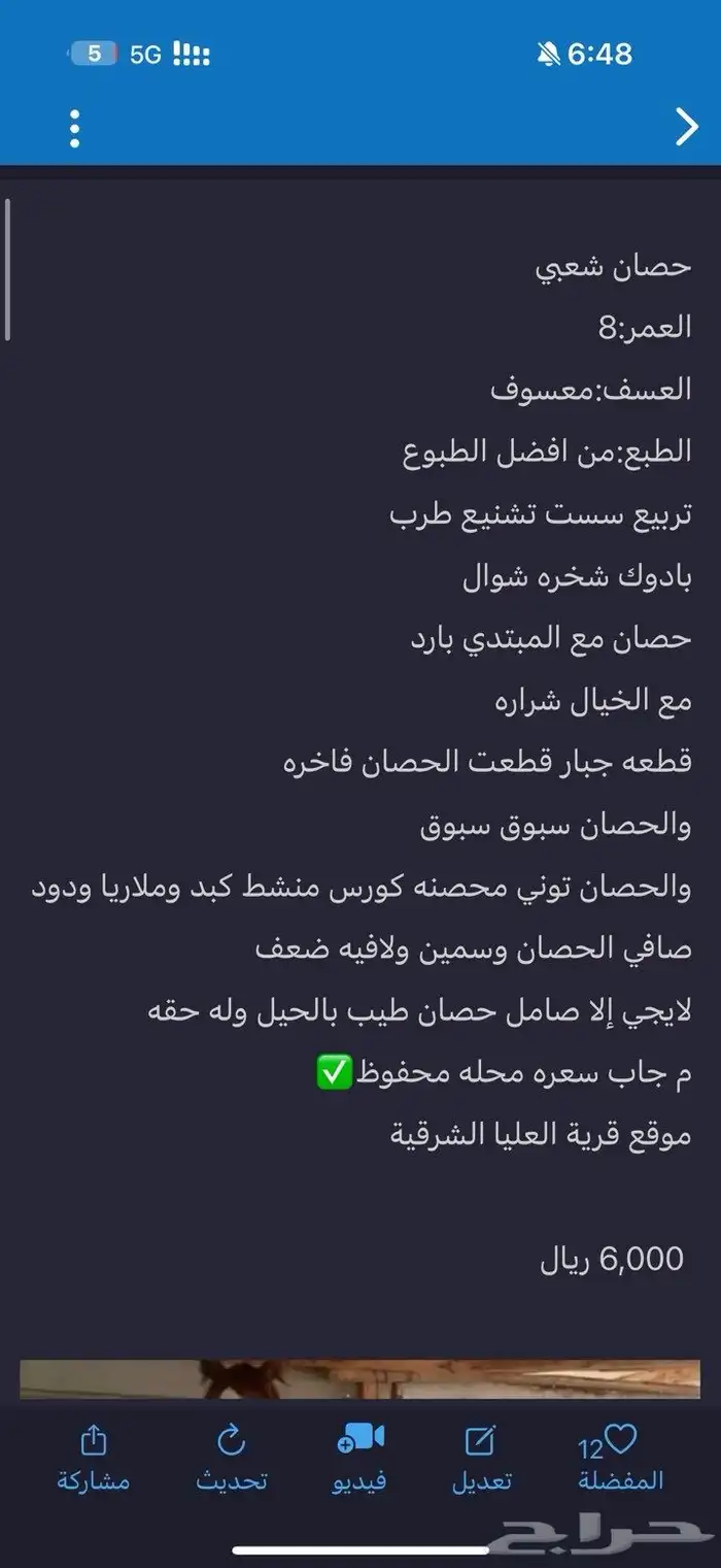 حصان شعبي للبيع 0