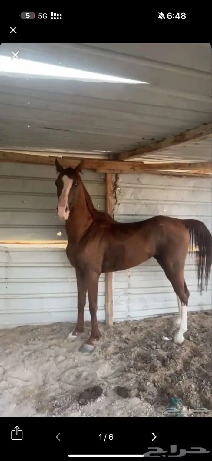 حصان شعبي للبيع 1