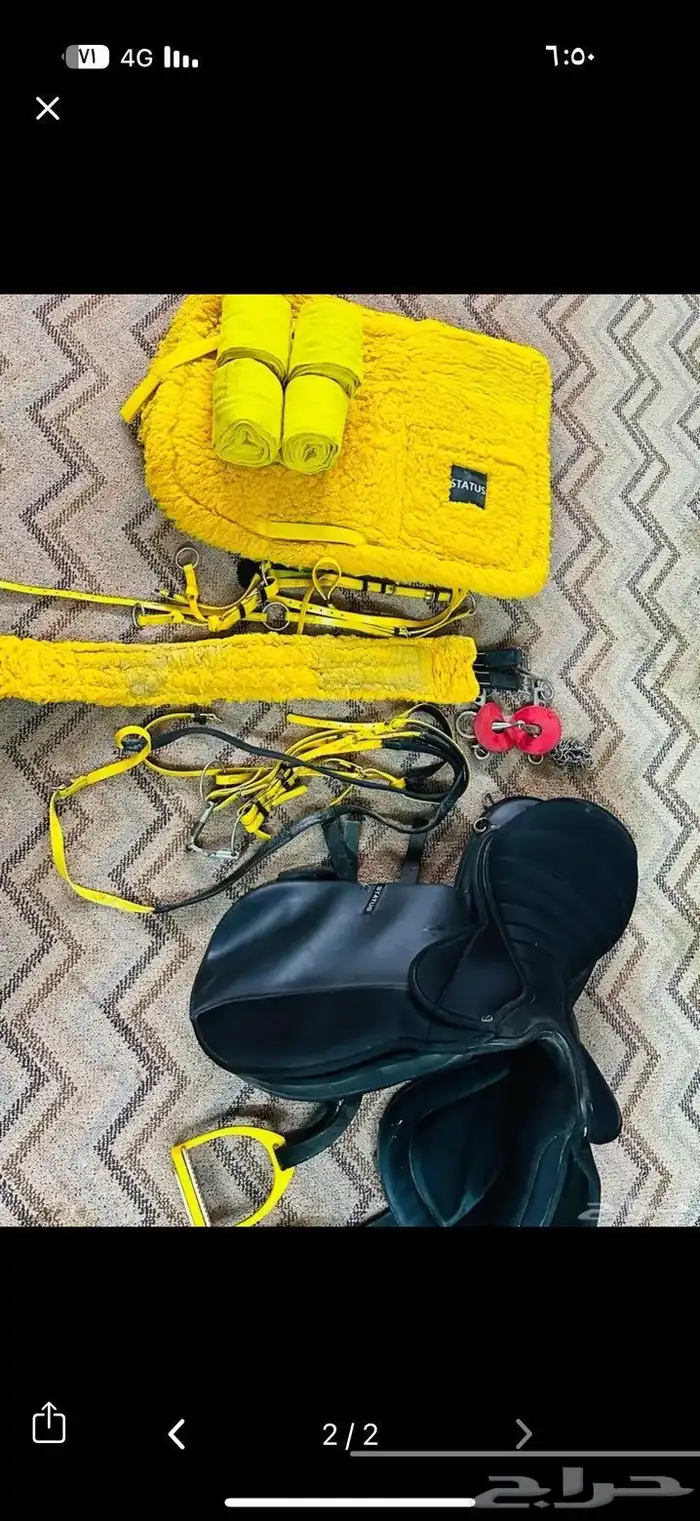 حصان شعبي أدهم للبيع 2