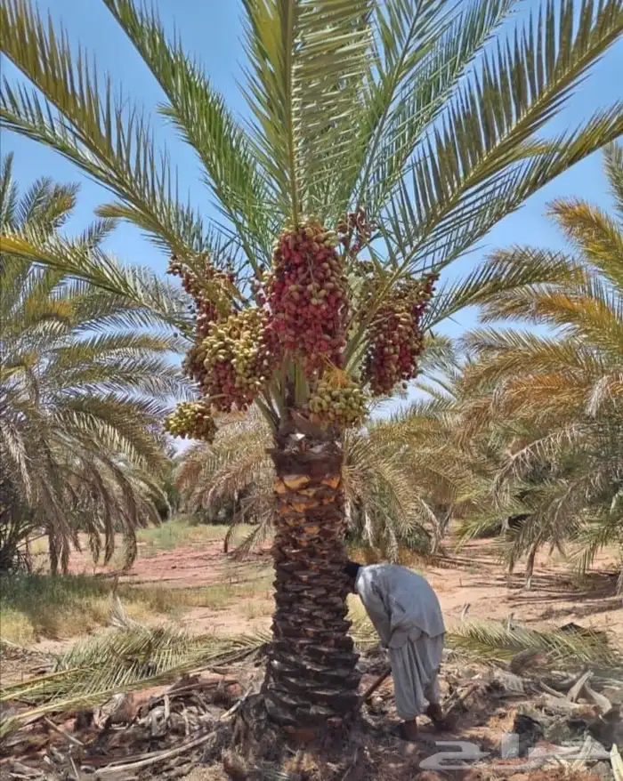 يوجد جميع انواع النخيل إلى جميع أنحاء المملكة 4