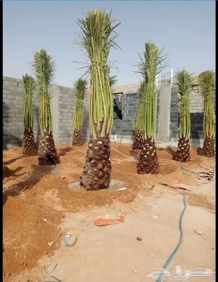 يوجد لدينا جميع انواع النخيل وتركيب الشبوك 2