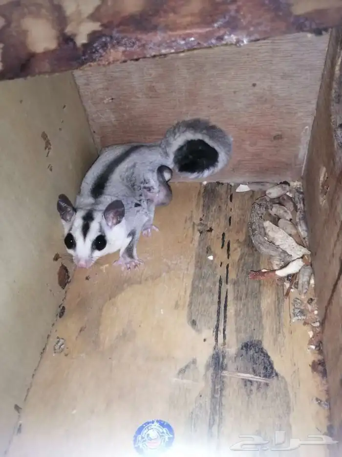 سنجاب أنثى أليف 0