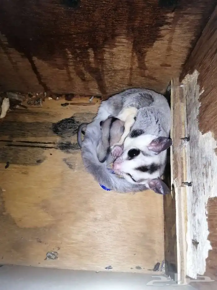 سنجاب أنثى أليف 1