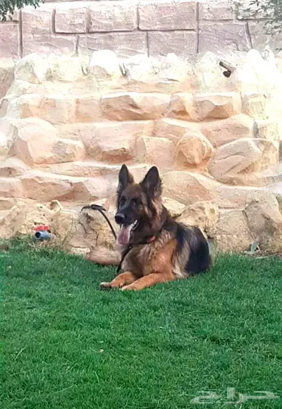 نثيه منتجه جيرمن شيبرد مستوى عالي index