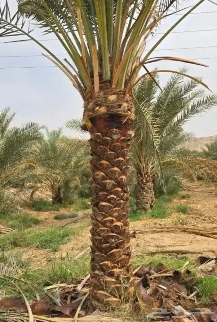 يوجد لدينا جميع انواع النخيل الوشنطني الملكي 8