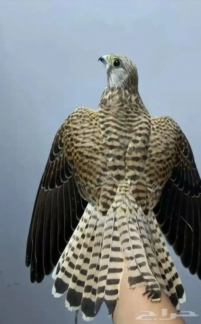 باشق وحش فرخ ذكر ومعه باشق ثاني انثى مده ثلاث ايام الواحد86 4