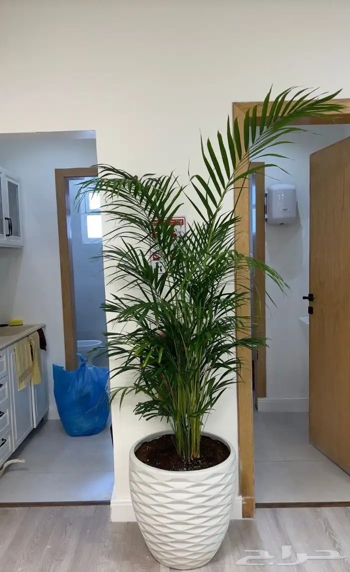 منسق حديق وتركيب جميع شبكات الري العادي والاتمتك 7