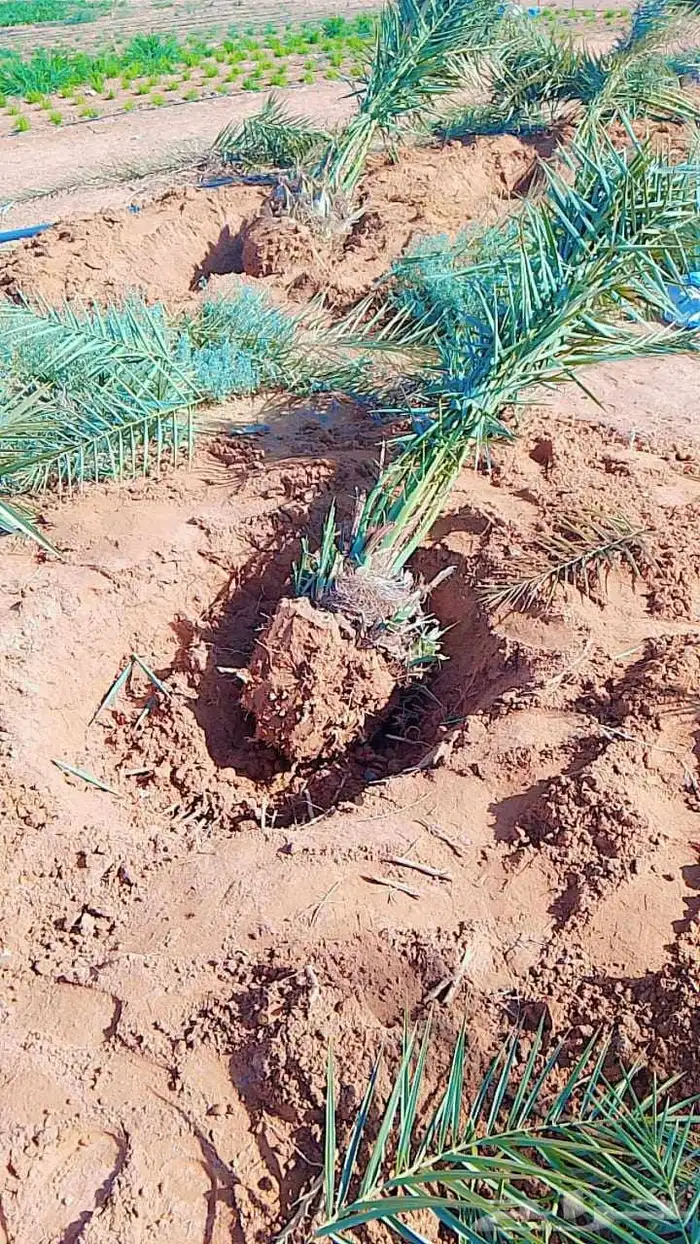 نخل للبيع مثمر جثايث نقايل 1