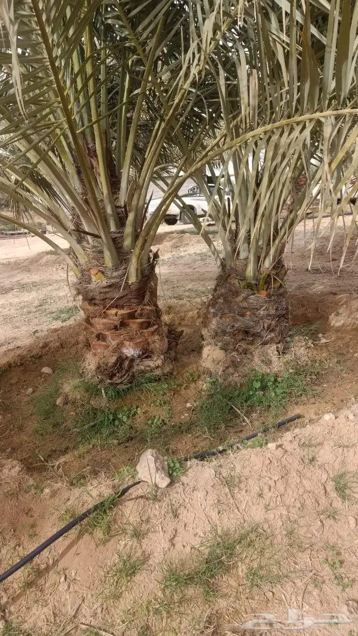 نخل للبيع جثايث وفسائل 3