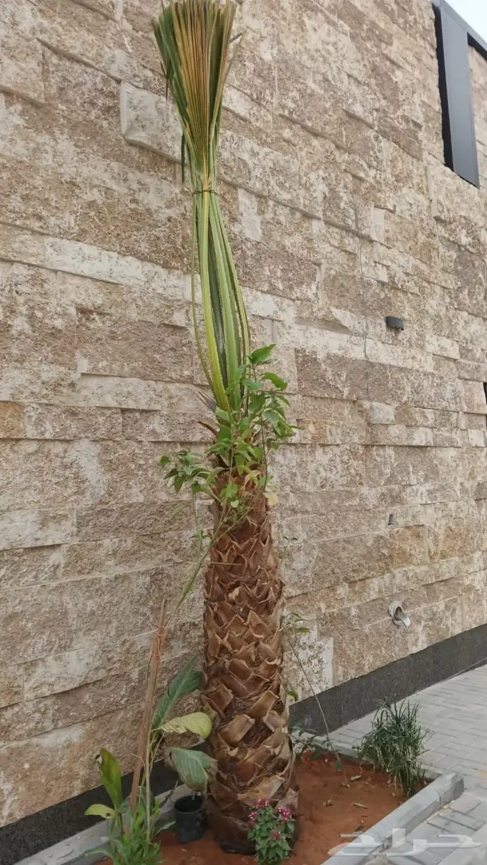 حجر خشابي حجر اصفر جرانيت نجراني جرانيت جليكسي رخام ترافنتين 4