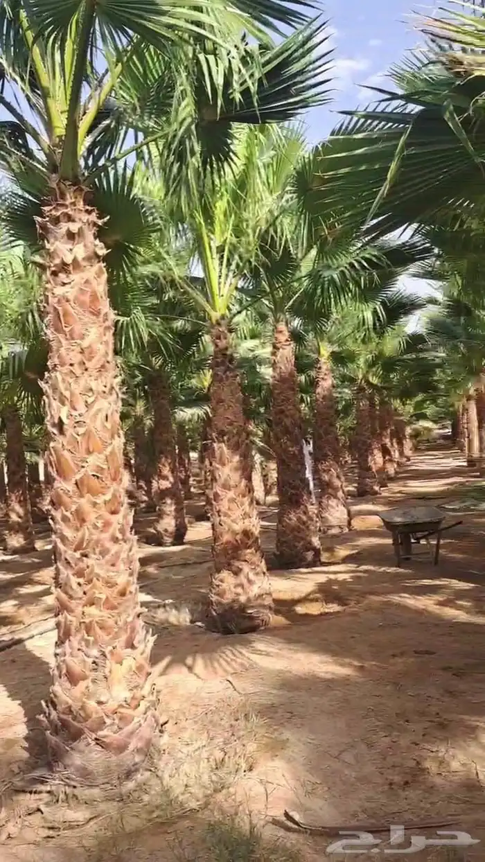 واشنطن زينه للبيع بجميع مقاساته لزينت الفلل والا ستراحات 5