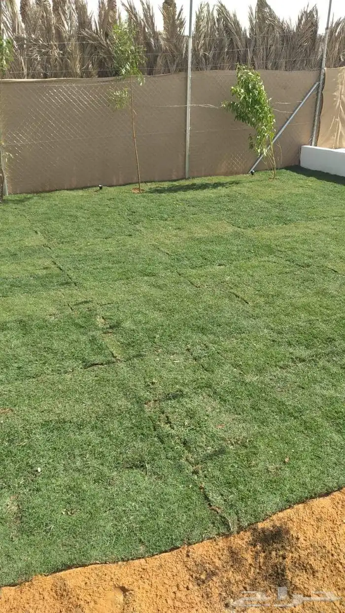 ثيل طبيعي درجة اولى فرنسي 4