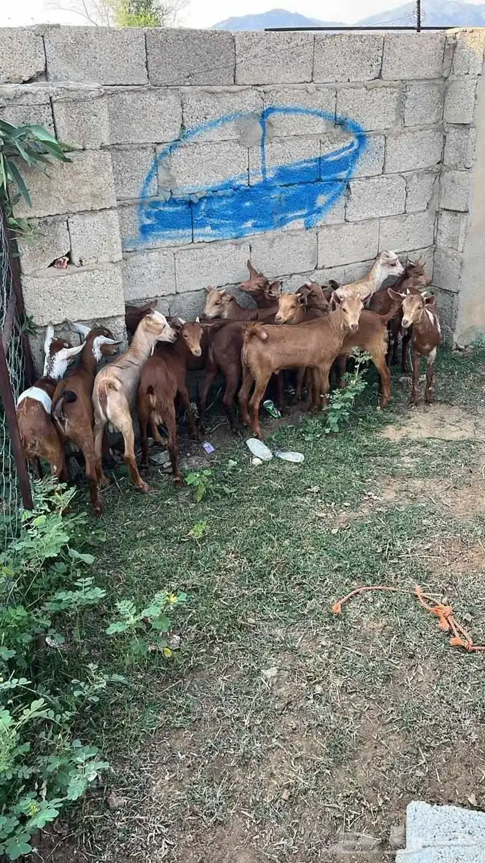 تيوس دهم فيها 2اناثي (تم البيع) 1