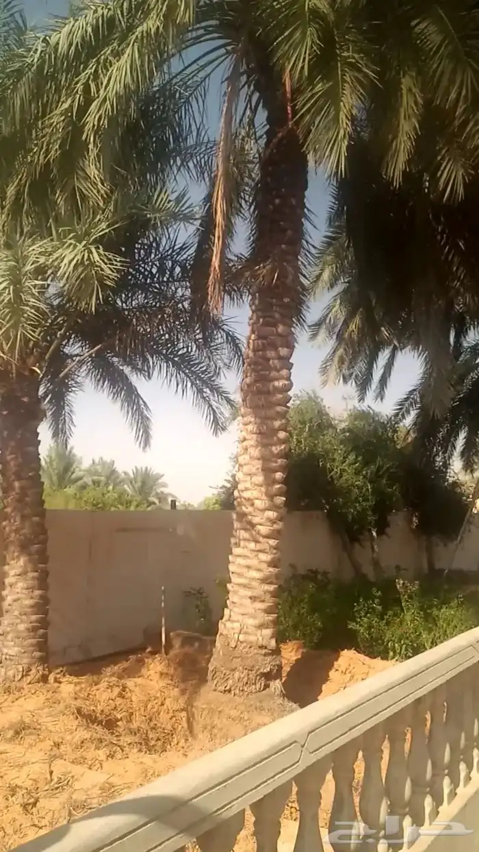 نخل للبيع 1
