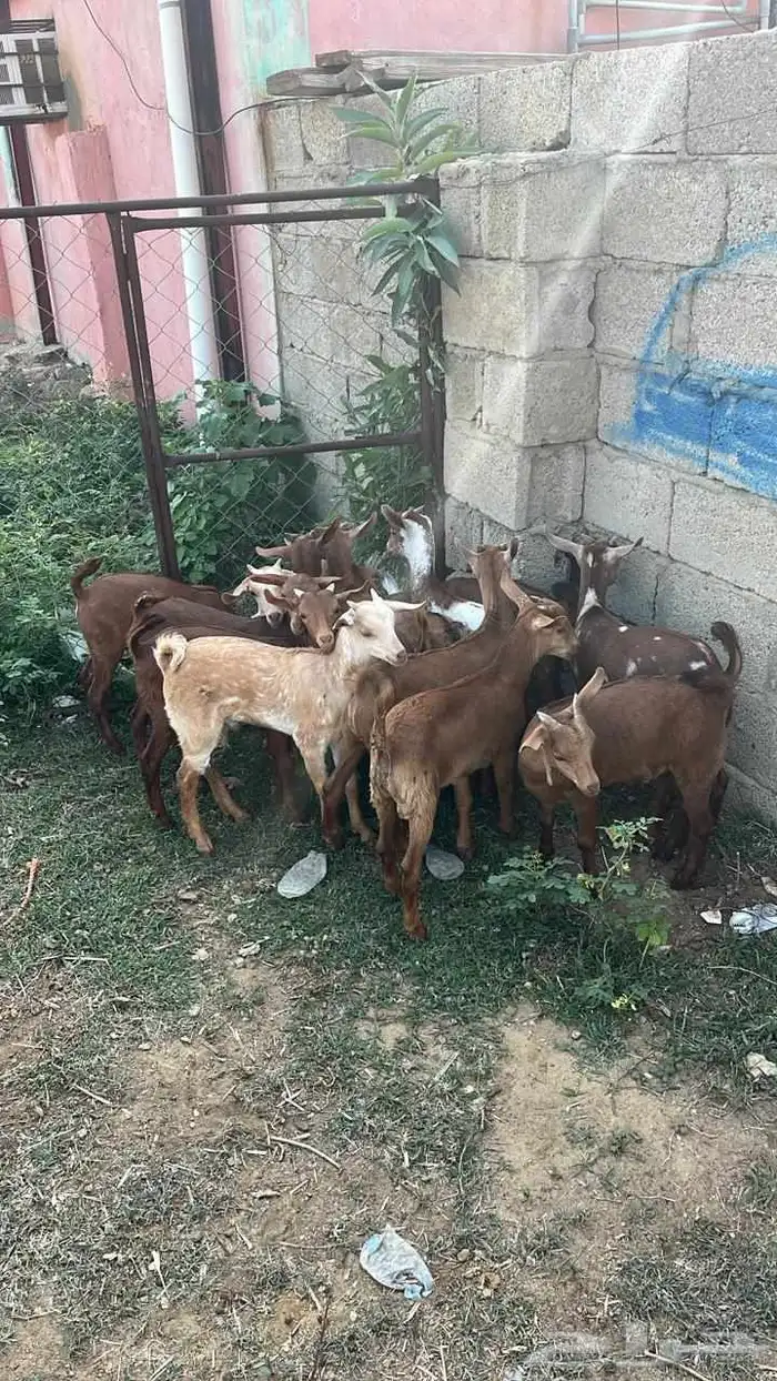 تيوس دهم فيها 2اناثي (تم البيع) 2