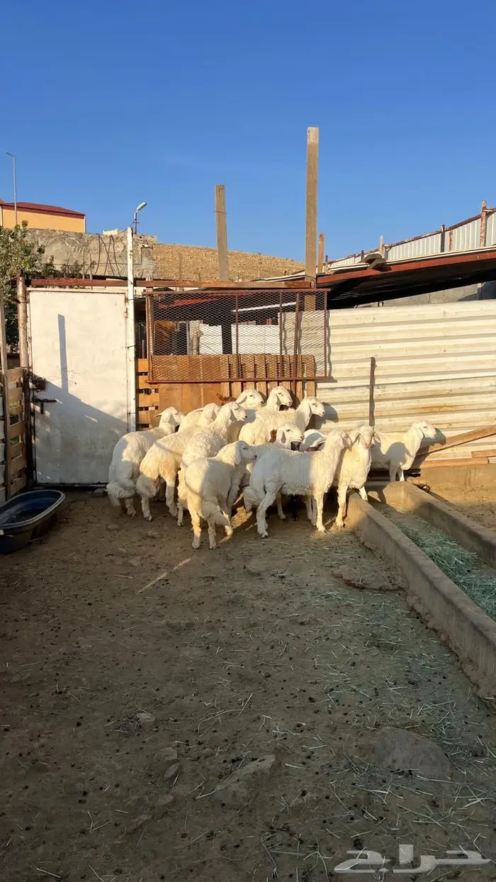 طليان جبره للبيع 6