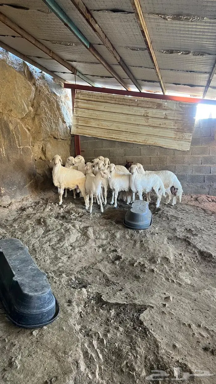 طليان جبره للبيع 2