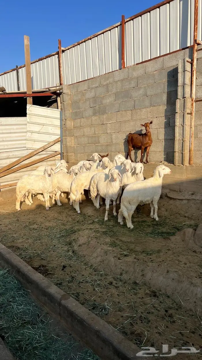 طليان جبره للبيع 5