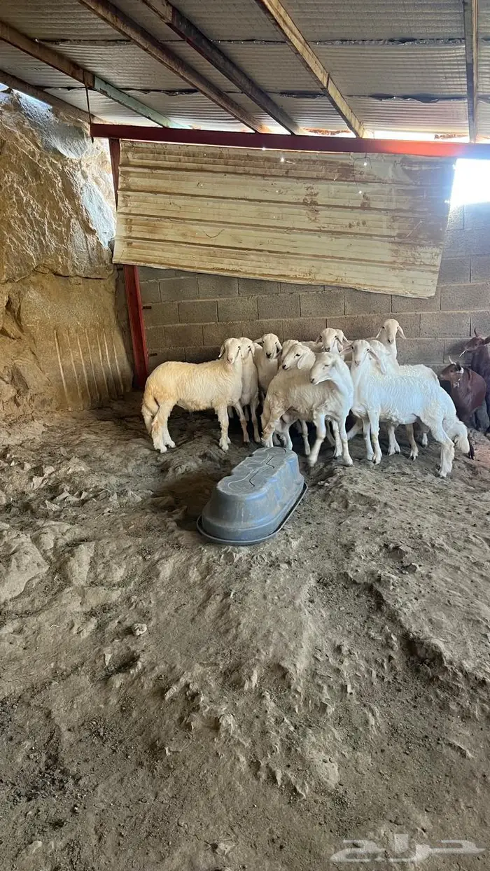 طليان جبره للبيع 3