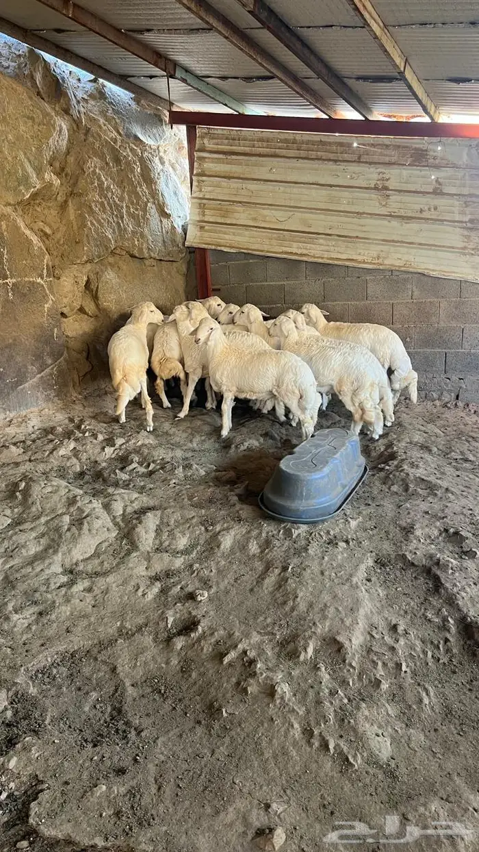 طليان جبره للبيع 8