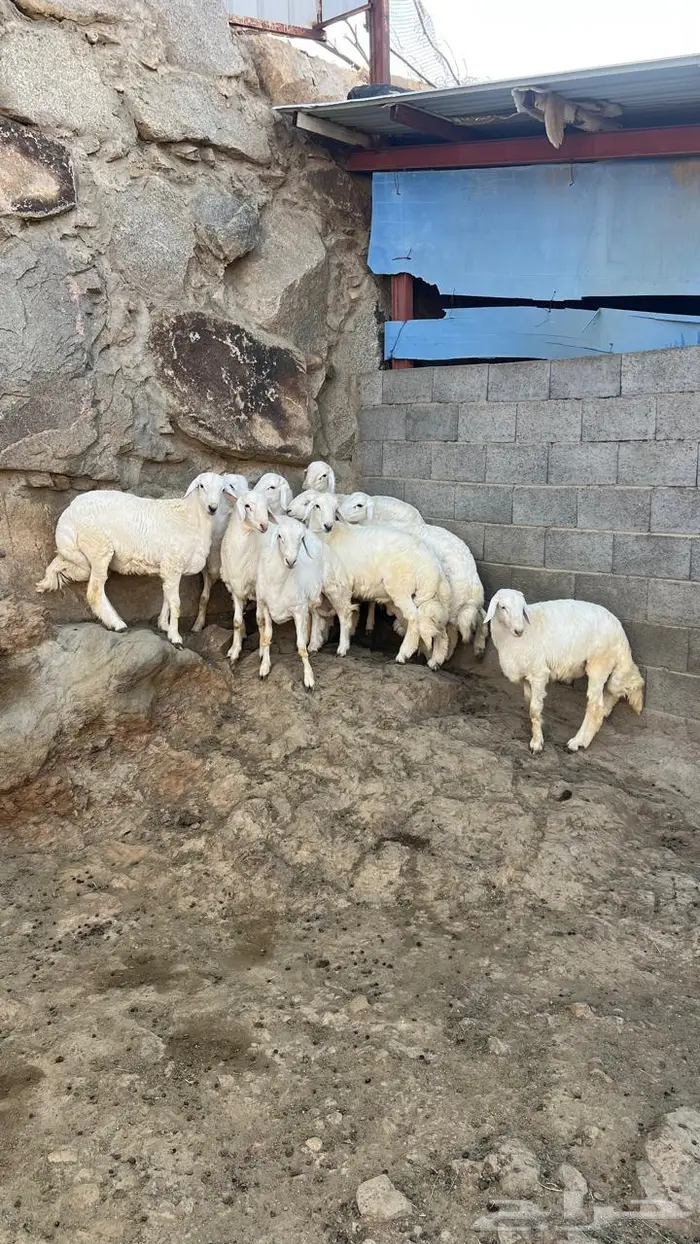 طليان جبره للبيع 0