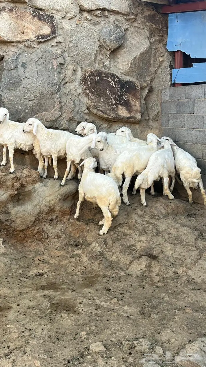 طليان جبره للبيع 7