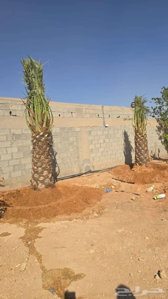 للبيع انخل 0