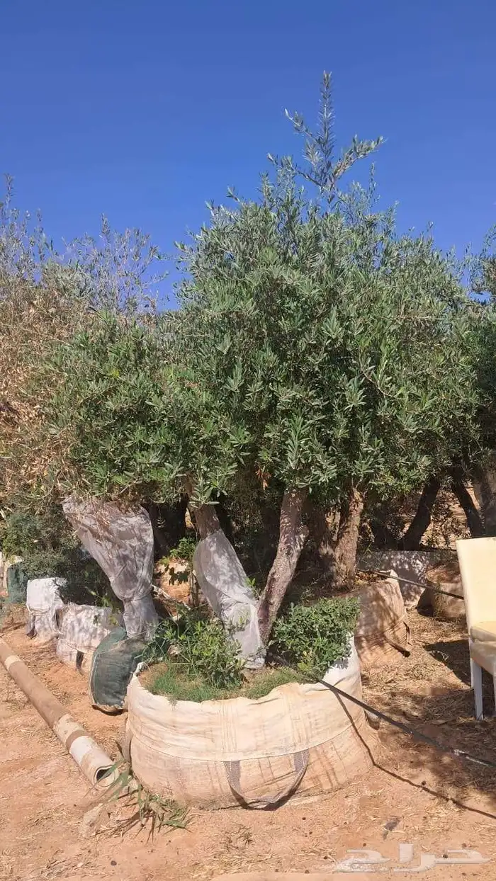 شجر زيتون نيبالي محسن معمر درجه اولا 4