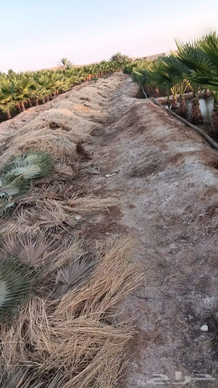 ابو حسان لجميع الاشغال للنخيل والشنطني 1